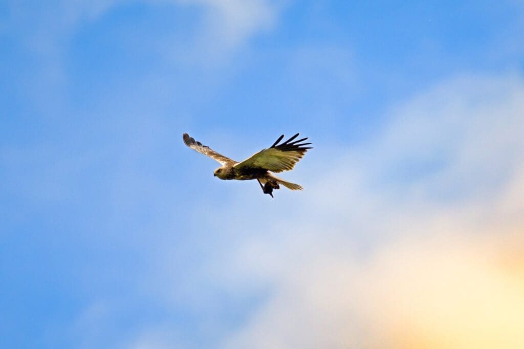 hawk flying